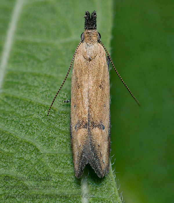 Mesophleps corsicella