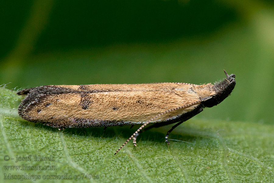 Mesophleps corsicella