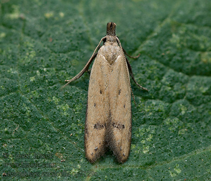 Mesophleps corsicella