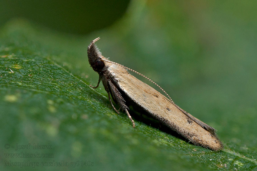 Mesophleps corsicella