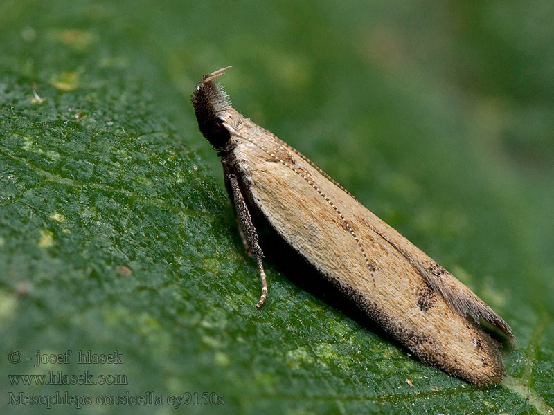 Mesophleps corsicella