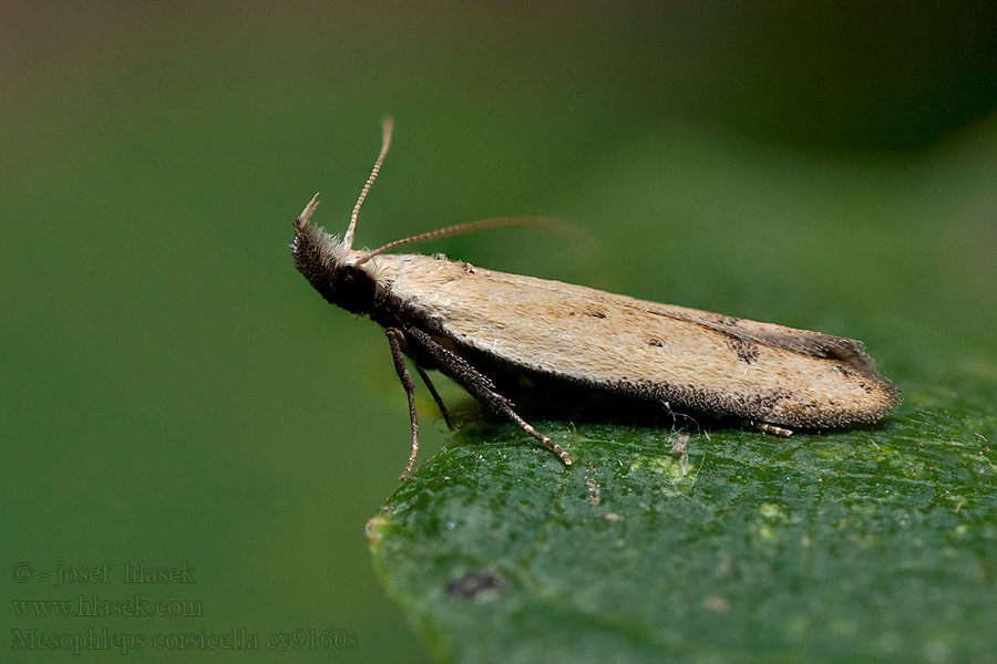 Mesophleps corsicella