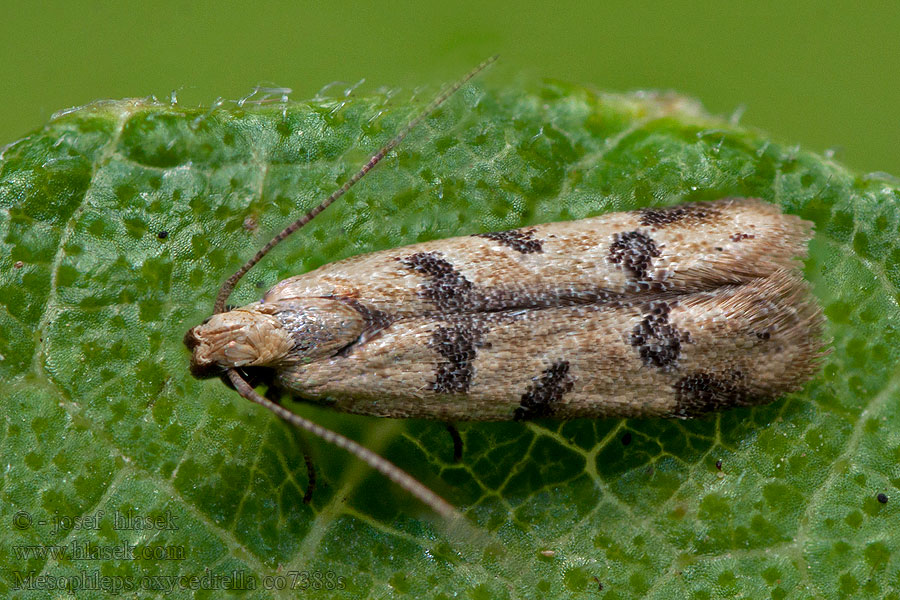 Mesophleps oxycedrella Gelechia