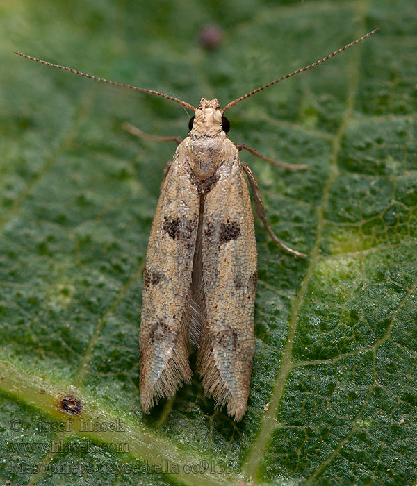 Mesophleps oxycedrella Gelechia