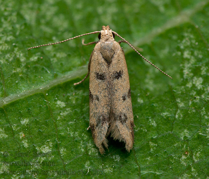 Mesophleps oxycedrella