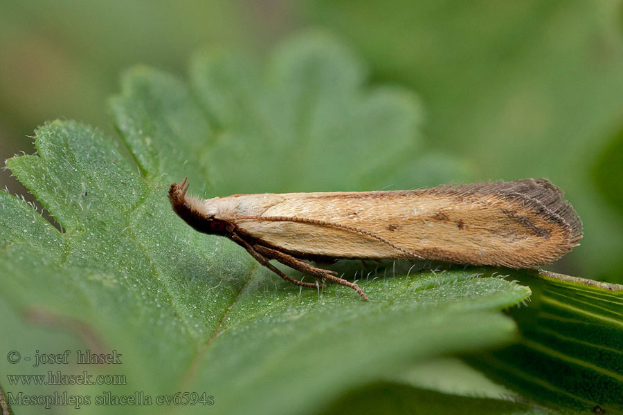 Mesophleps silacella Straw Crest Psota devätorníková