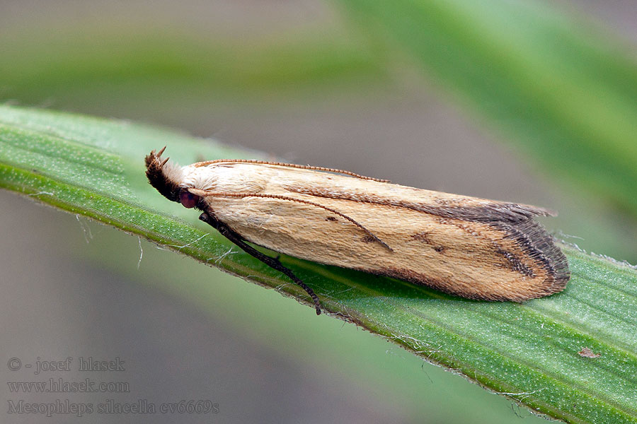 Mesophleps silacella Solvändefotpalpmal