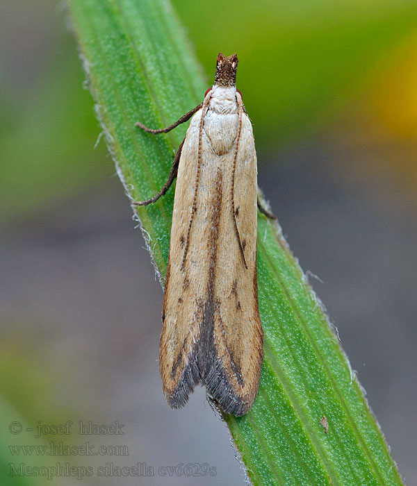 Mesophleps silacella Psota devätorníková Solvändefotpalpmal