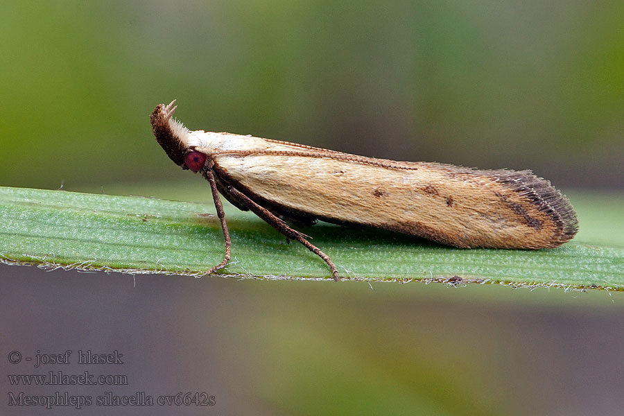 Straw Crest Mesophleps silacella