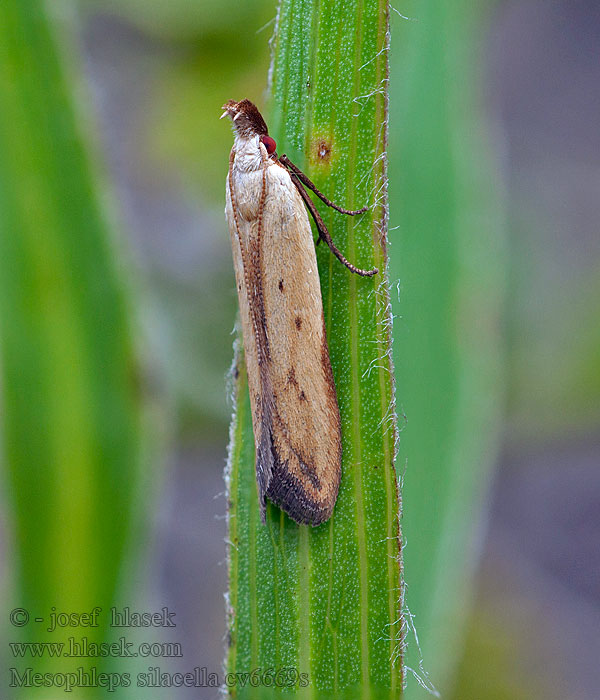 Solvändefotpalpmal Mesophleps silacella