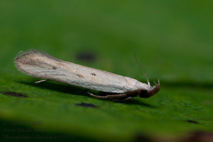 Mesophleps silacella Straw Crest Psota devätorníková