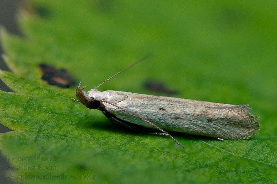 Mesophleps silacella Straw Crest Psota devätorníková Solvändefotpalpmal