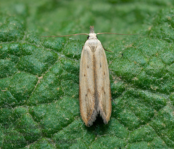 Mesophleps silacella Straw Crest Psota devätorníková Solvändefotpalpmal