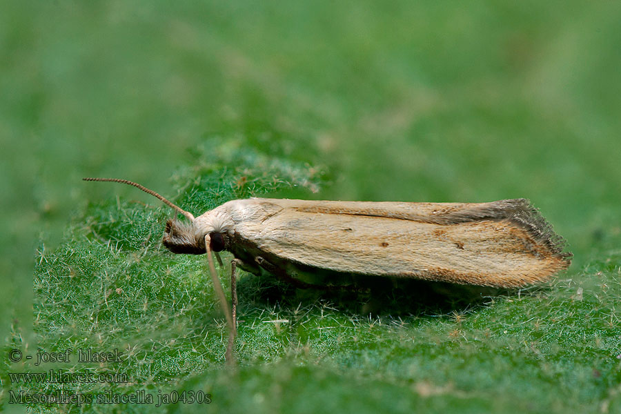 Mesophleps silacella