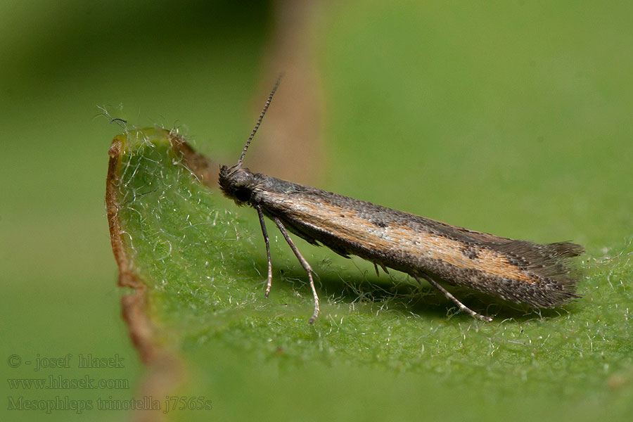 Mesophleps trinotella Crossobela Psota cheirantová