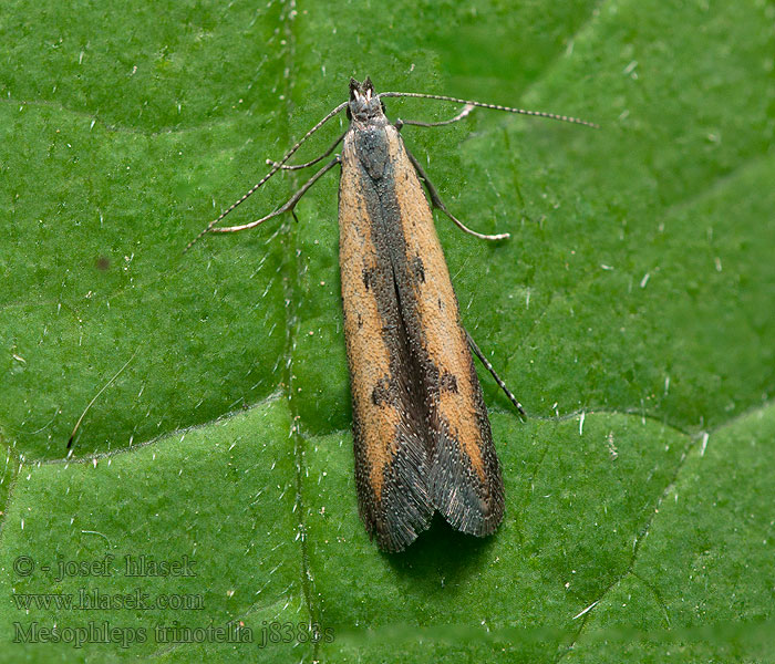 Mesophleps trinotella