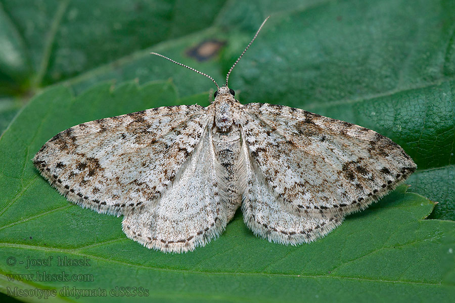 Mesotype didymata Twin-spot Carpet Semenovka dvojškvrnná Eubolie âpre