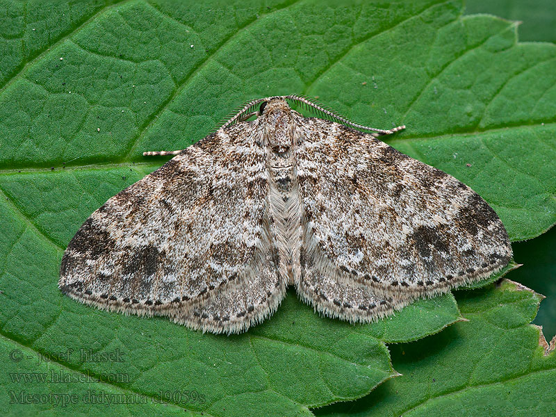 Mesotype didymata Píďalka dvouskvrnná Anemonen-Blattspanner