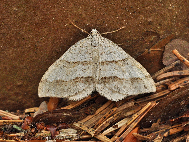 Mesotype parallelolineata Perizoma Cidaria Píďalka pampelišková Parallelbindiger Kräuterspanner