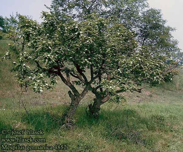 Mespilus germanica