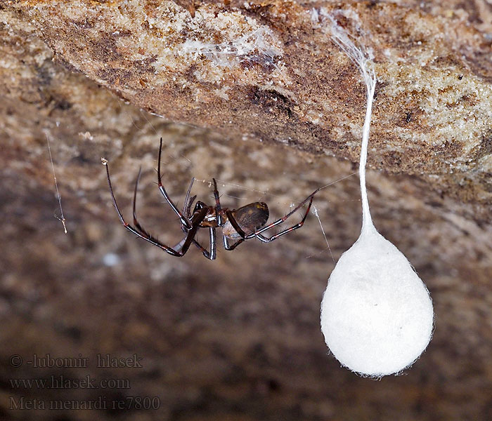 European cave spider Meta menardi