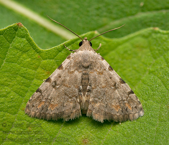 Metachrostis velox Morička maloázijská