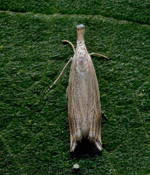 Metacrambus carectellus