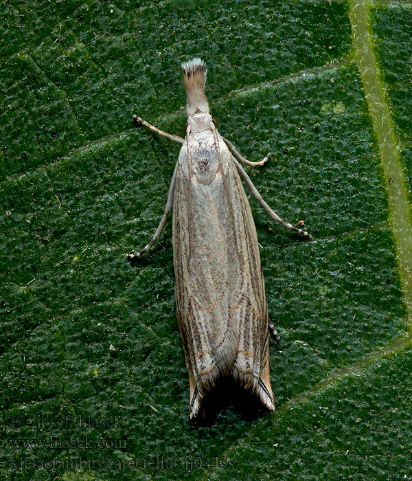 Metacrambus carectellus