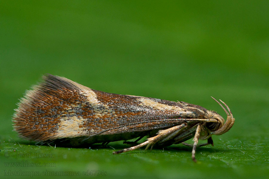 Metalampra cinnamomea Zdobka rúbanisková