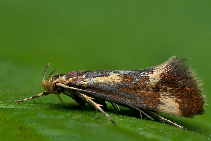 Metalampra cinnamomea Bågpraktmal