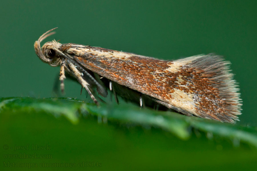 Zdobka rúbanisková Metalampra cinnamomea