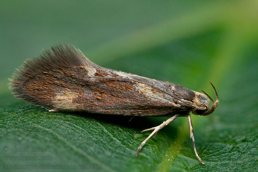 Kaneelsikkelmot Metalampra cinnamomea