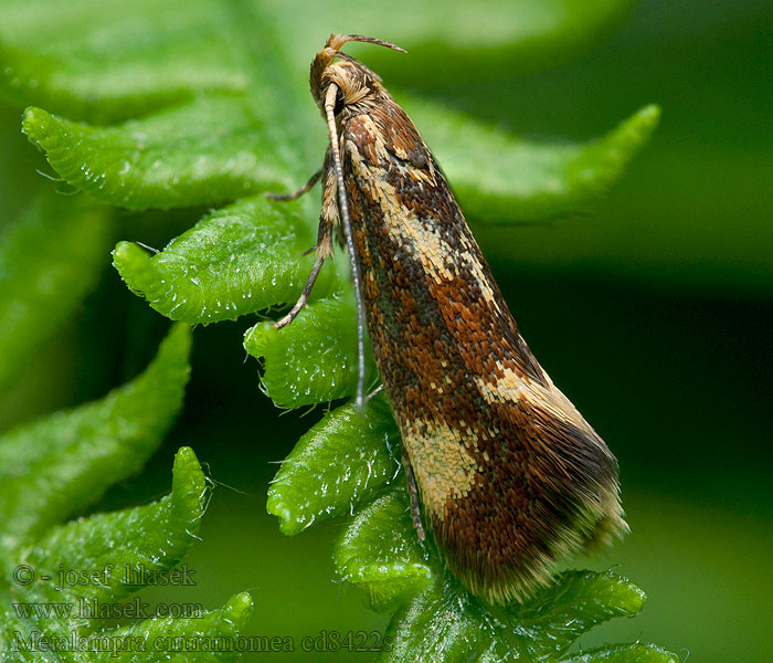 Bågpraktmal Metalampra cinnamomea