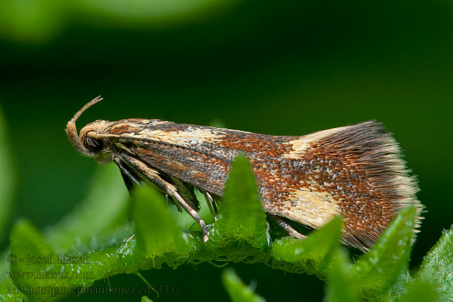 Bueprydvinge Metalampra cinnamomea