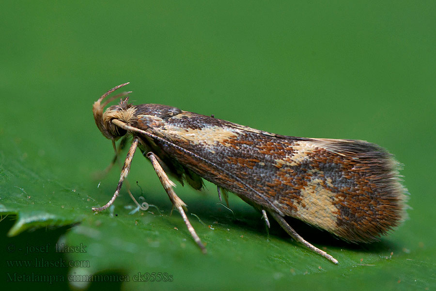 Metalampra cinnamomea Zdobka rúbanisková