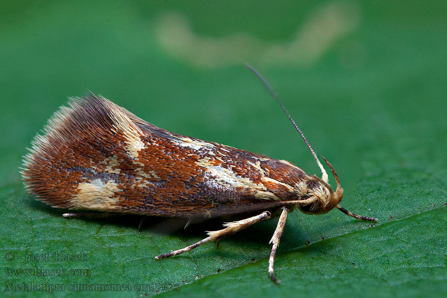 Metalampra cinnamomea Kaneelsikkelmot