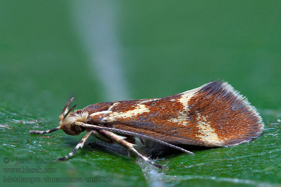 Metalampra cinnamomea Bågpraktmal Bueprydvinge