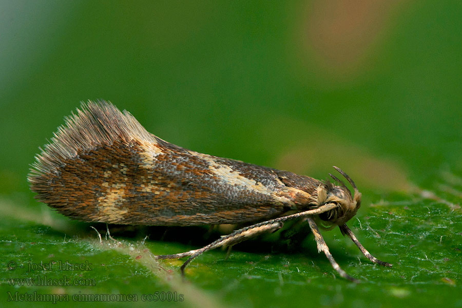 Zdobka rúbanisková Metalampra cinnamomea