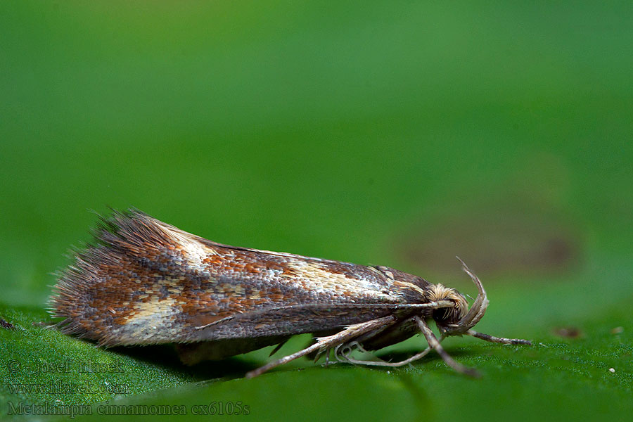 Fahéjbarna díszmoly Bågpraktmal Bueprydvinge Metalampra cinnamomea