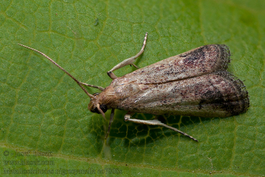 Metallostichodes nigrocyanella