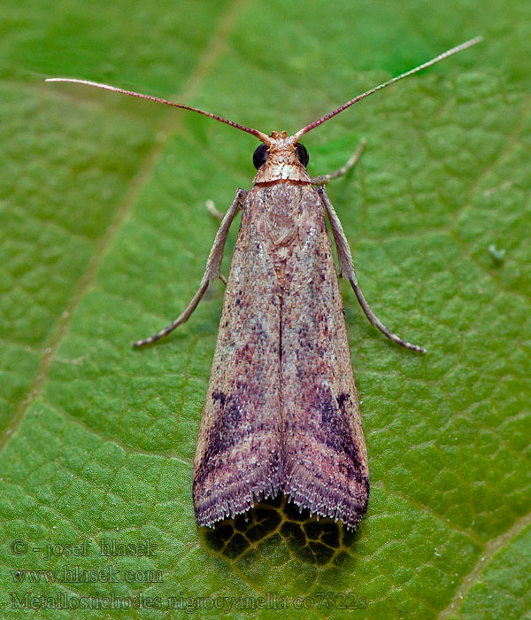 Metallostichodes nigrocyanella