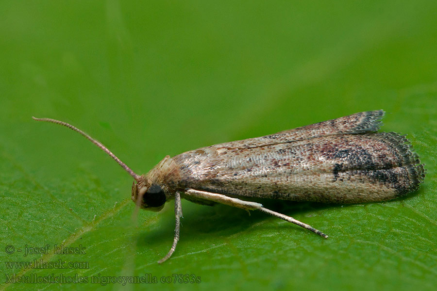 Metallostichodes nigrocyanella
