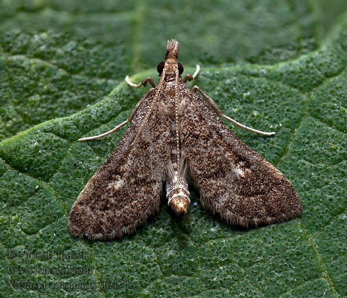 Metasia corsicalis