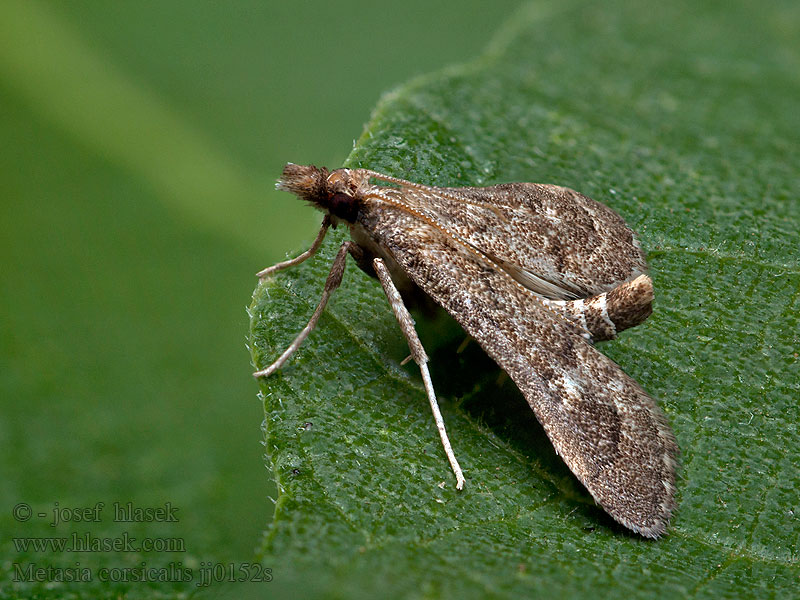 Metasia corsicalis