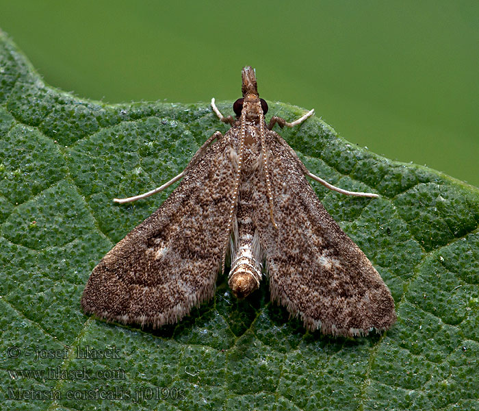 Metasia corsicalis