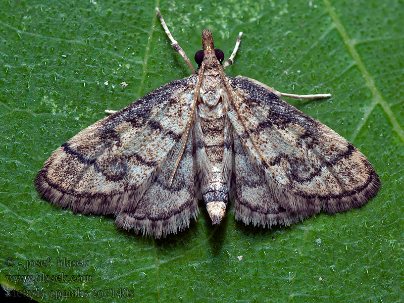 Metasia ophialis Vijačka očkatá Kígyósávos tűzmoly