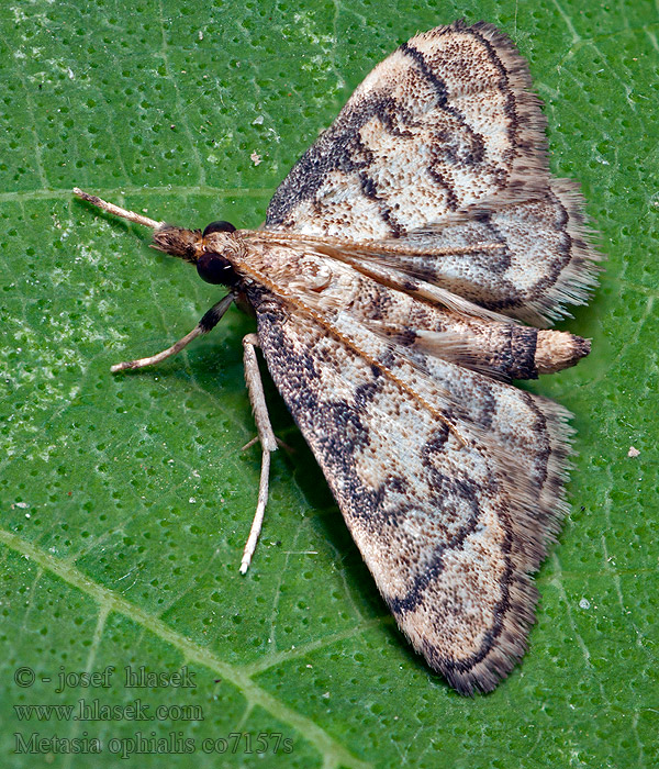 Metasia ophialis Vijačka očkatá Kígyósávos tűzmoly