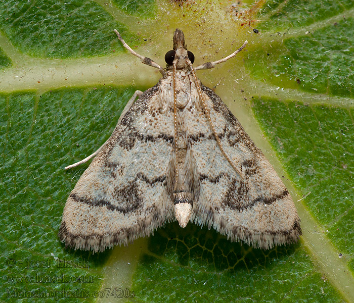 Metasia ophialis Vijačka očkatá Kígyósávos tűzmoly