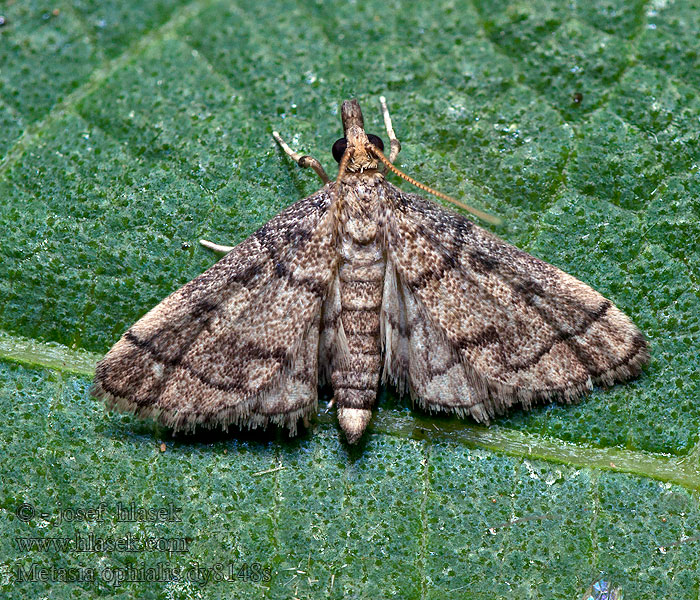 Metasia ophialis Vijačka očkatá