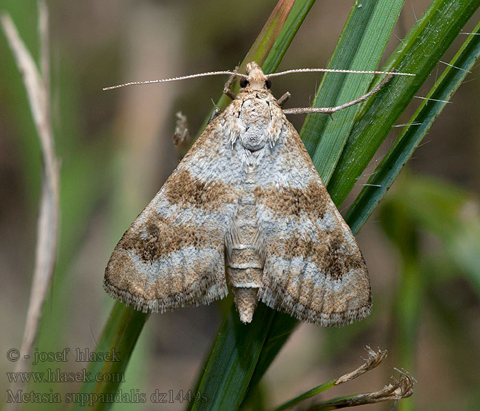 Metasia suppandalis